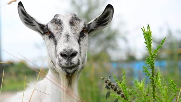 Cabra blanca sin cuernos en la naturaleza — Vídeo de stock