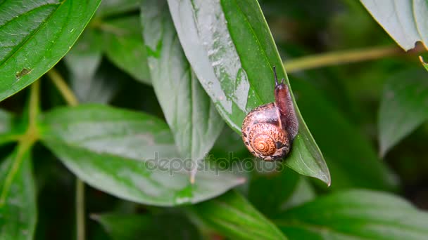 Caracol se arrastra en la hoja verde . — Vídeos de Stock