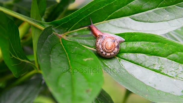 Snail is creeping on green leaf. — Stock Footage Snail is creeping on green leaf. Video Clip