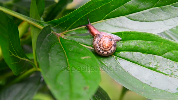 Caracol está rastejando na folha verde . — Vídeo de Stock