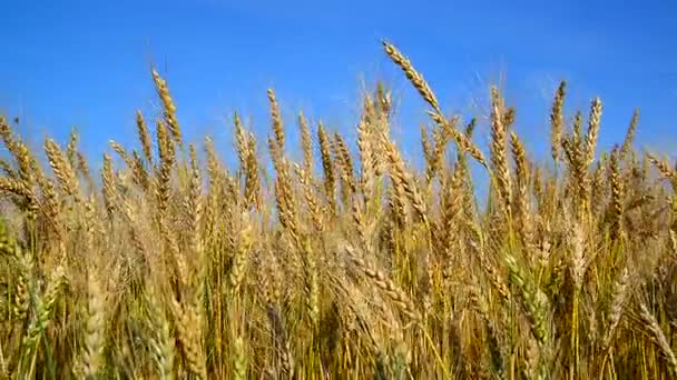Il grano maturo ondeggiava nel vento. Russia — Video Stock