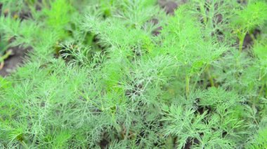 Bahçede genç rezene