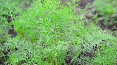 Bahçede genç rezene