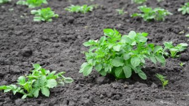 Patates alanında genç lahanası