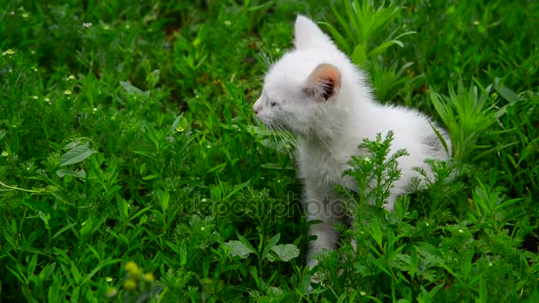 Белый котёнок дрожит от холода в траве — стоковое видео