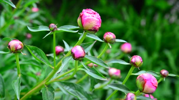 Rosa pion knopparna på blomsterrabatt — Stockvideo