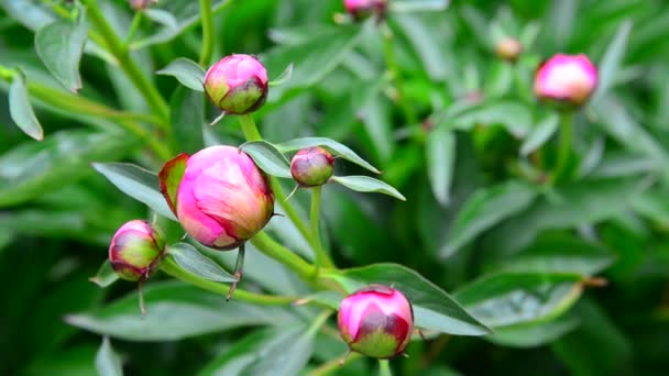 Rosa Pfingstrosenknospen auf dem Beet — Stockvideo