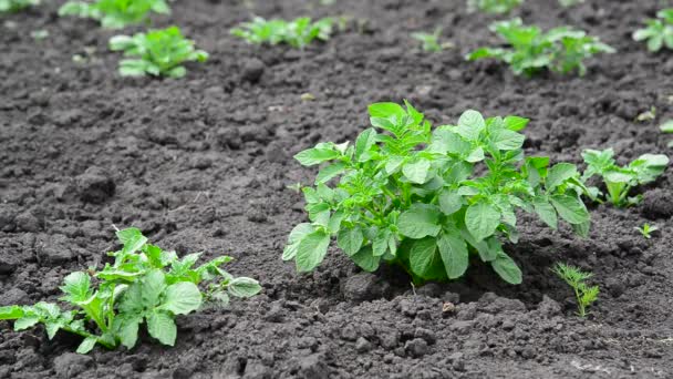 Молодые ростки картофеля в поле — стоковое видео