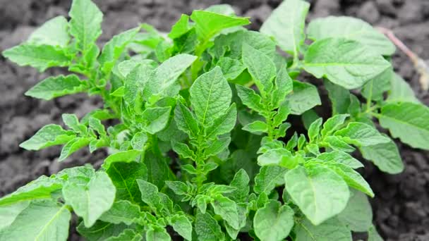 Jonge spruiten van aardappelen in veld — Stockvideo