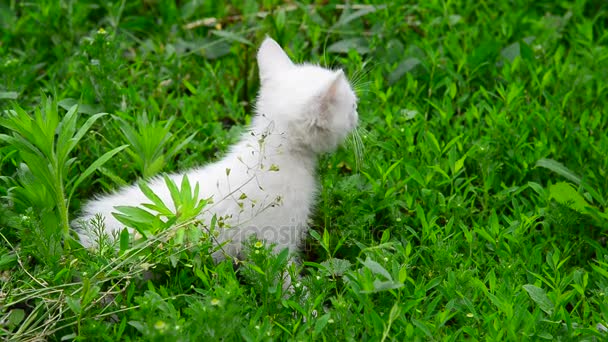 Weiße Kätzchen zittern vor Kälte im Gras — Stockvideo