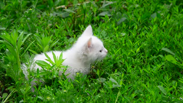 Biały kotek drżąc z zimna w trawie — Wideo stockowe