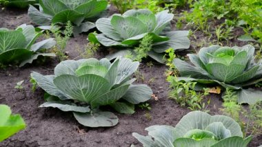 Genç lahana bir bahçede büyür