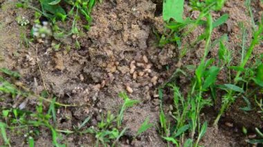 Karınca yumurtalarını yere taşımak