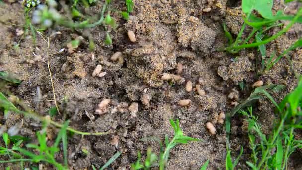 Ameisen tragen ihre Eier auf dem Boden — Stockvideo