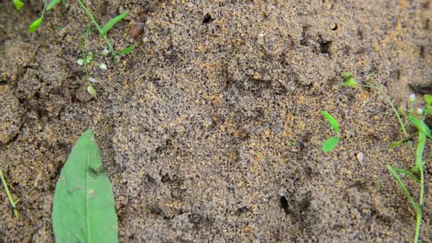 Czarne mrówki na ziemi — Wideo stockowe
