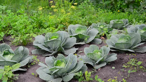 年轻的白菜生长在一个花园 — 图库视频影像