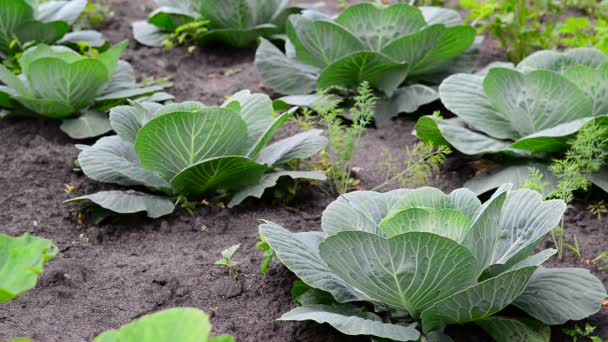 La col joven crece en un jardín — Vídeo de stock