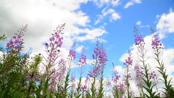 Blommande willow tea på himmel bakgrund — Stockvideo