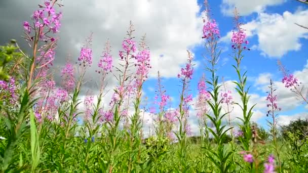 Té de sauce con flores en el fondo del cielo — Vídeo de stock