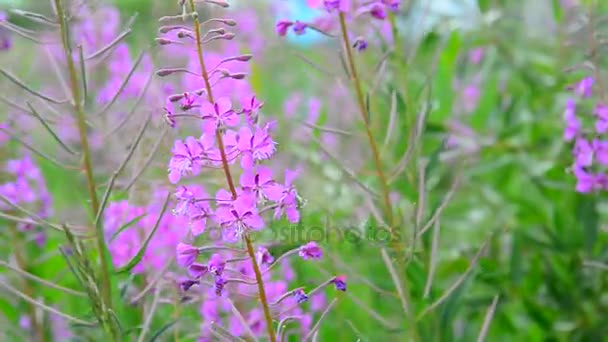 Blommande blommande Sally vajar i vinden — Stockvideo