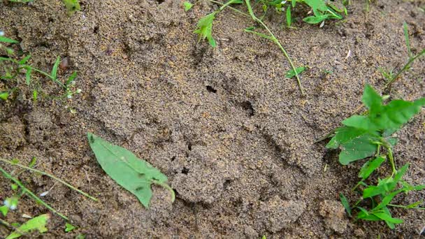 Чёрные муравьи на земле — стоковое видео