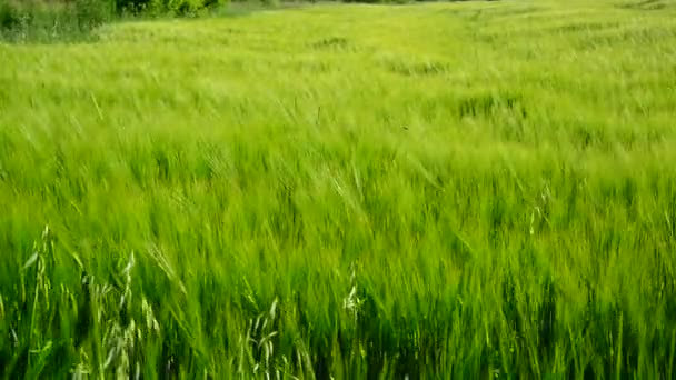 Jonge groene rogge in de wind — Stockvideo