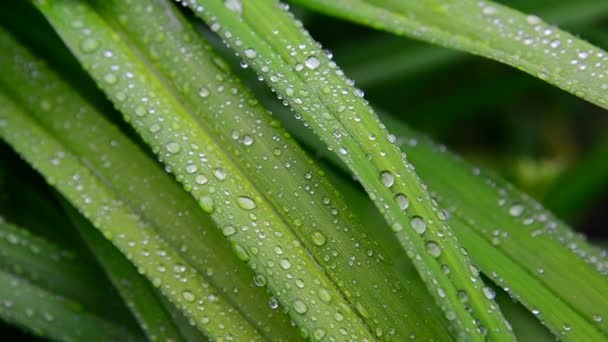 Grote druppels water op de groene bladeren van Daglelies — Stockvideo