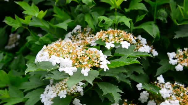 Kalina börjar blomma tidigt på våren — Stockvideo