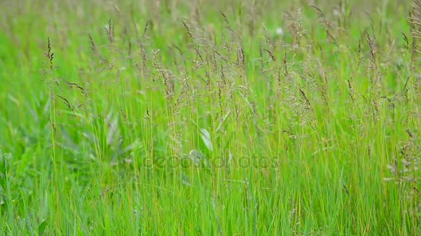 Grönt fält gräs i vinden på sommaren — Stockvideo