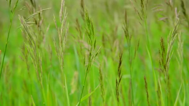 Groene weide gras in de wind in de zomer — Stockvideo