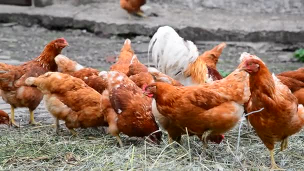 Poules d'élevage dans le poulailler — Video