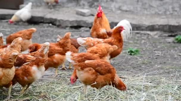 Hühnerzucht im Geflügelstall — Stockvideo