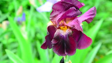 Pembe iris çiçek yatak closeup tarihinde
