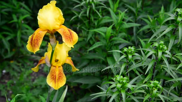 Żółty iris na kwiat łóżko zbliżenie — Wideo stockowe