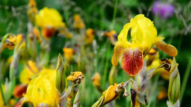 Iris amarillo en primer plano del lecho de flores — Vídeos de Stock