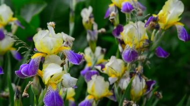 Sarı ve mavi iris çiçek yatak closeup tarihinde