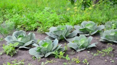 Genç lahana bir bahçede büyür