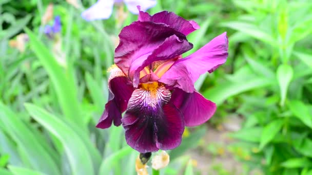 Iris rosa en primer plano del lecho de flores — Vídeo de stock