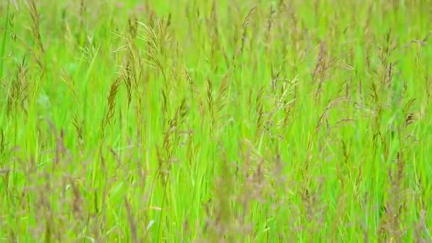 Grönt fält gräs i vinden på sommaren — Stockvideo