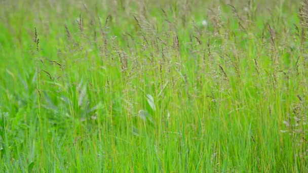 Зеленая трава на ветру летом — стоковое видео