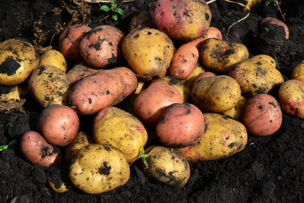 Картофель разных сортов лежит на земле — стоковое фото