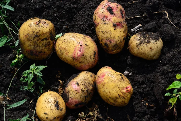 Patate di varietà precoci giacciono a terra — Foto Stock