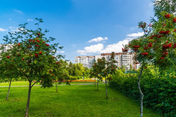 Rowan Zelenograd bölgesinde, Moskova, Rusya