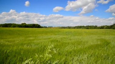 Rusya'nın orta kesiminde kırsalında yaz