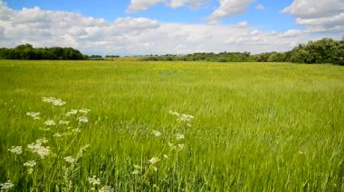 Rusya'nın orta kesiminde kırsalında yaz