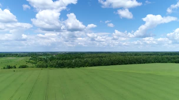 Aard van het centrale deel van Rusland in de zomer - veld en bos — Stockvideo