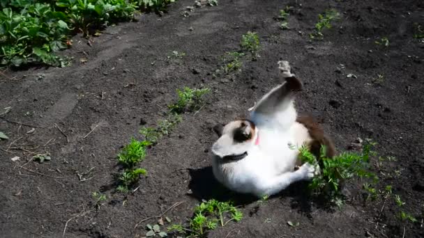 Siamkatze jubelt und spielt auf warmer Erde — Stockvideo