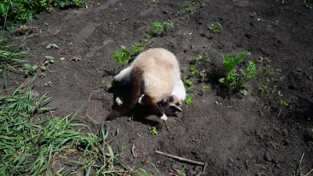 Сиамская кошка радуется и играет на теплой земле — стоковое видео