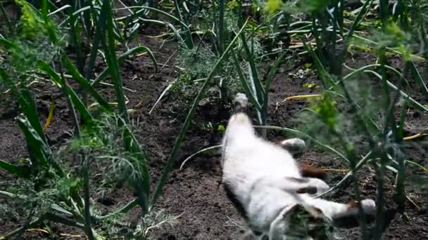 Σιαμέζα γάτα χαίρεται και παίζει πάνω στη ζεστή γη στον κήπο — Αρχείο Βίντεο