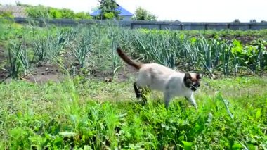 Siyam kedisi mutfak Bahçe etrafında yürür